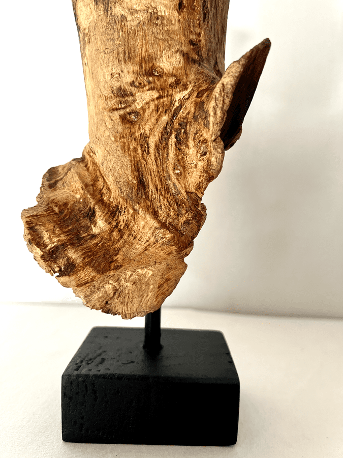 The Fossilized Wing
