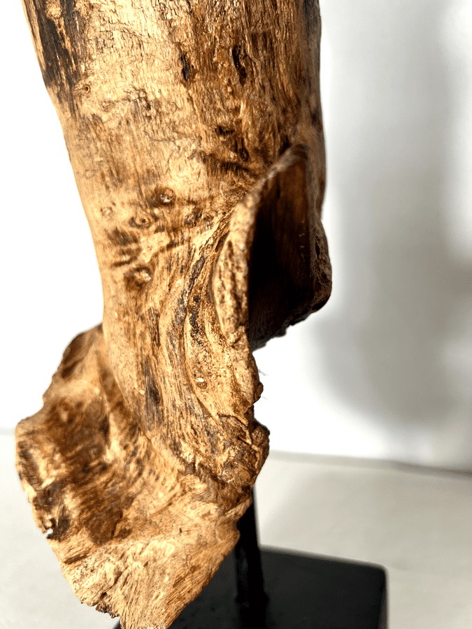 The Fossilized Wing