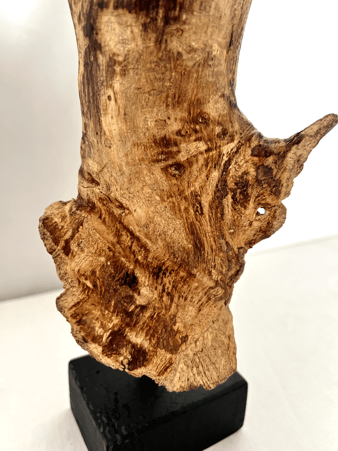 The Fossilized Wing