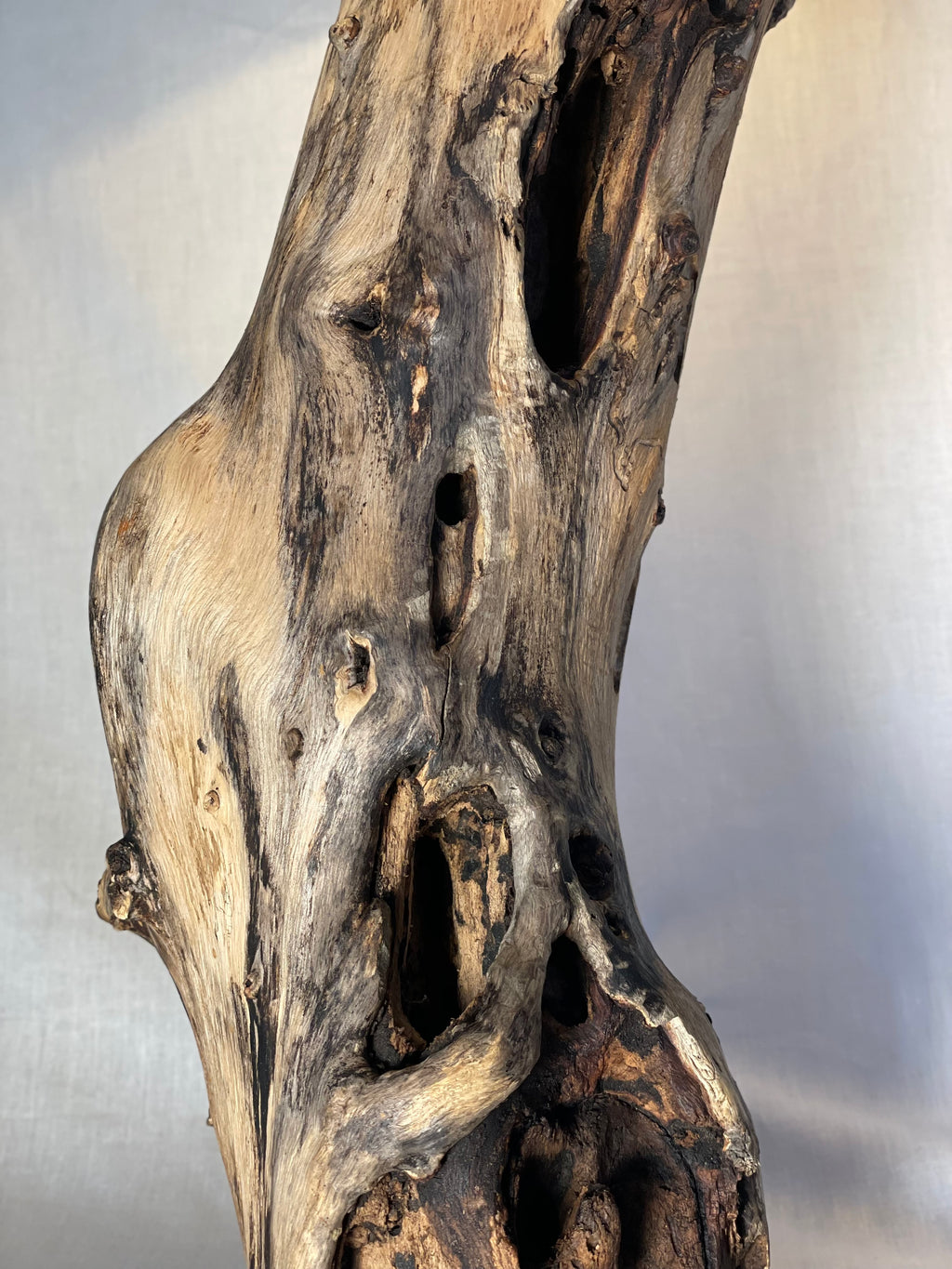 Unique Hollowed Root Wood Lamp