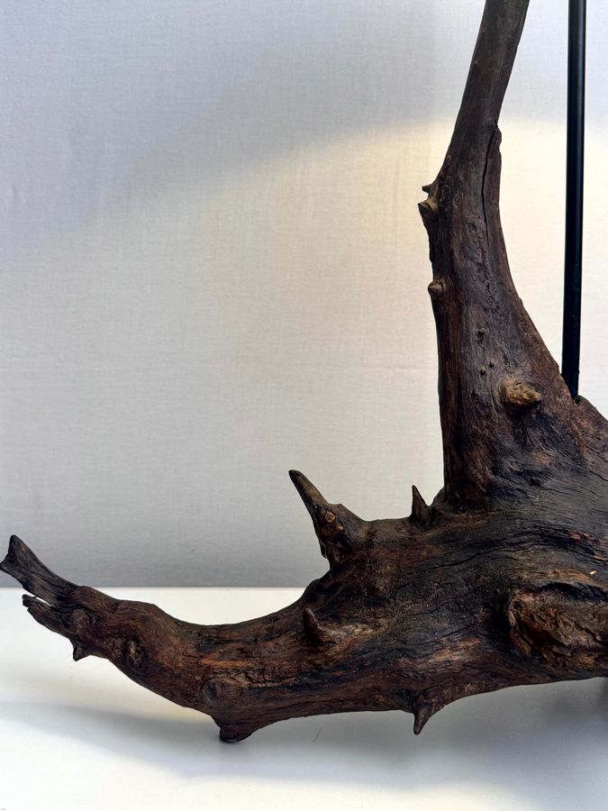 The Vertical Bough