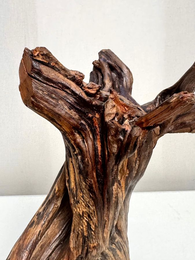 Gnarled Rebirth